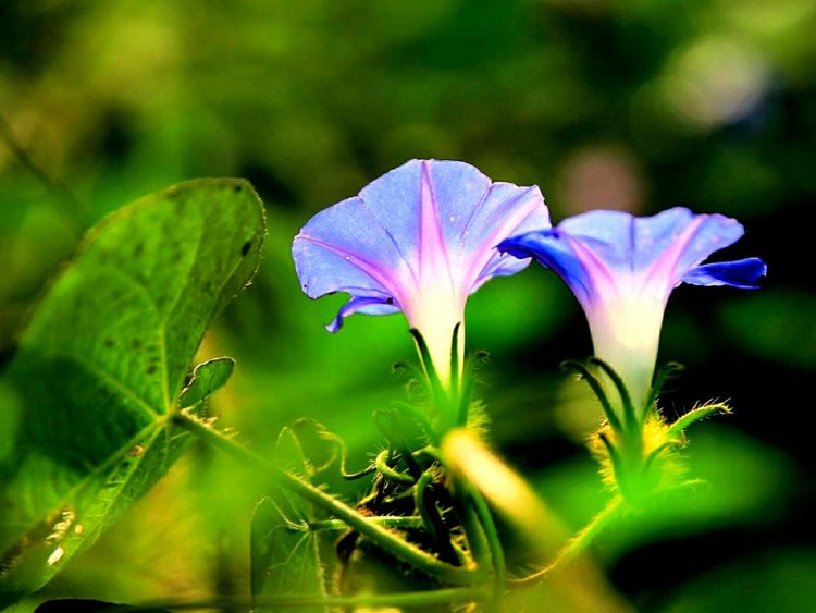 原创蝴蝶恋花,蝶恋花蝴蝶原唱