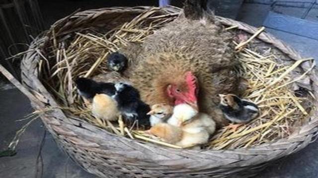 怎样解决母鸡抱窝,老母鸡抱窝如何制止