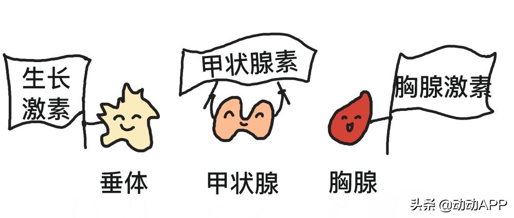 内分泌失调长痘脱发,肥胖导致内分泌失调脱发特点