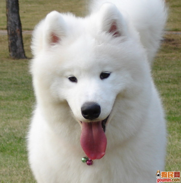 这几种高颜值狗狗你认识哪些,盘点最靠谱的狗狗看看你知道几种