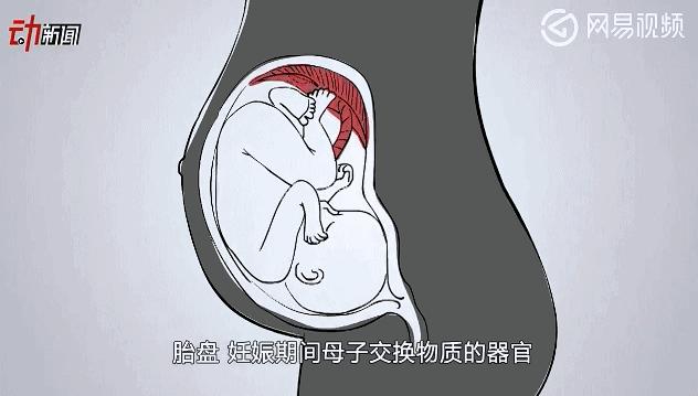 浜轰綋鑳庣洏淇℃伅,浜轰綋鑳庣洏鏄湡鐨勫悧