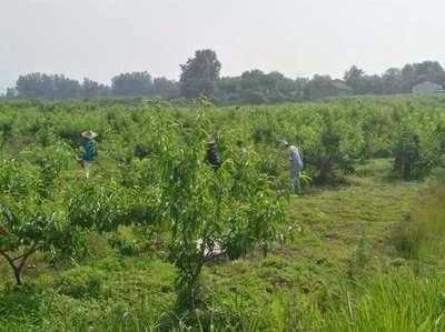 农村种植创业的项目小本生意,农村果树种植可行性