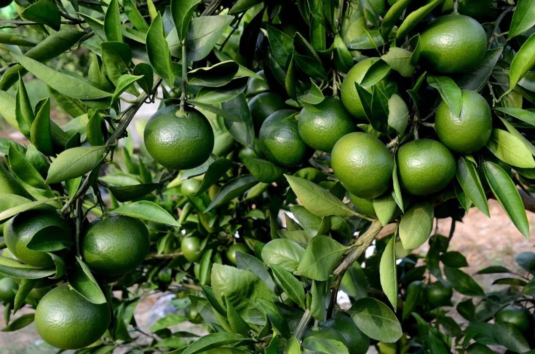 果实生长缓慢什么原因,果实产量高是什么原因