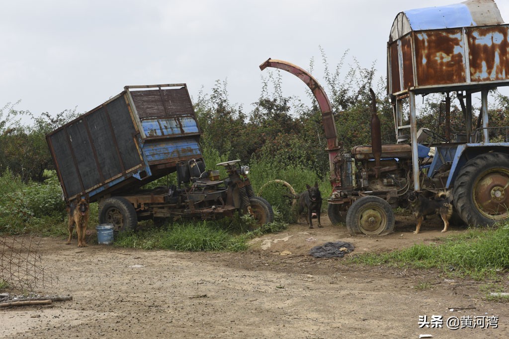 东德放羊狗出售,山西牧羊人养羊收入
