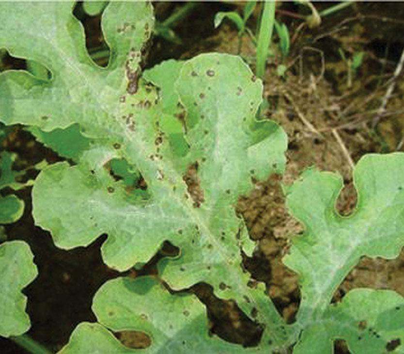 西瓜出现蔓枯病使用什么药最有效,西瓜蔓枯病什么原因引起