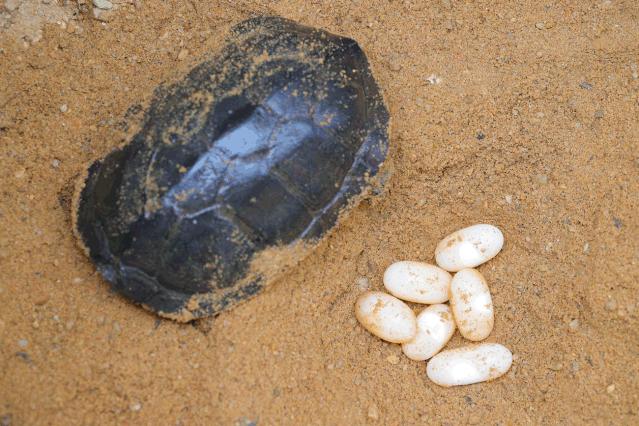 真正有龟的龟苓膏,龟苓膏新发现