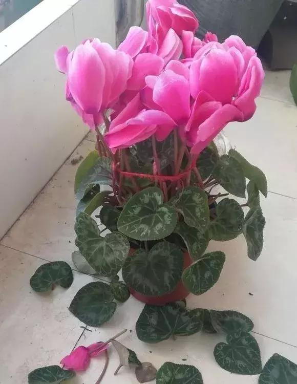 这6种花给点水就爆盆懒人必备,插枝最好养的四种花