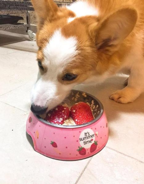 柯基口臭怎么去除,柯基口臭软便