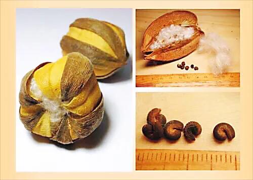 弯子木~花朵鲜黄色,簇生,酷似山茶科的金花茶,非常漂亮。