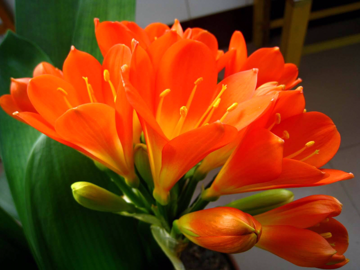 君子兰这样养每年都长得很好,君子兰养一年不开花只需放点它