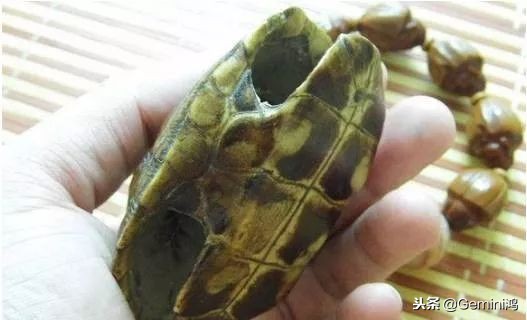 文玩小乌龟,文玩乌龟代表什么