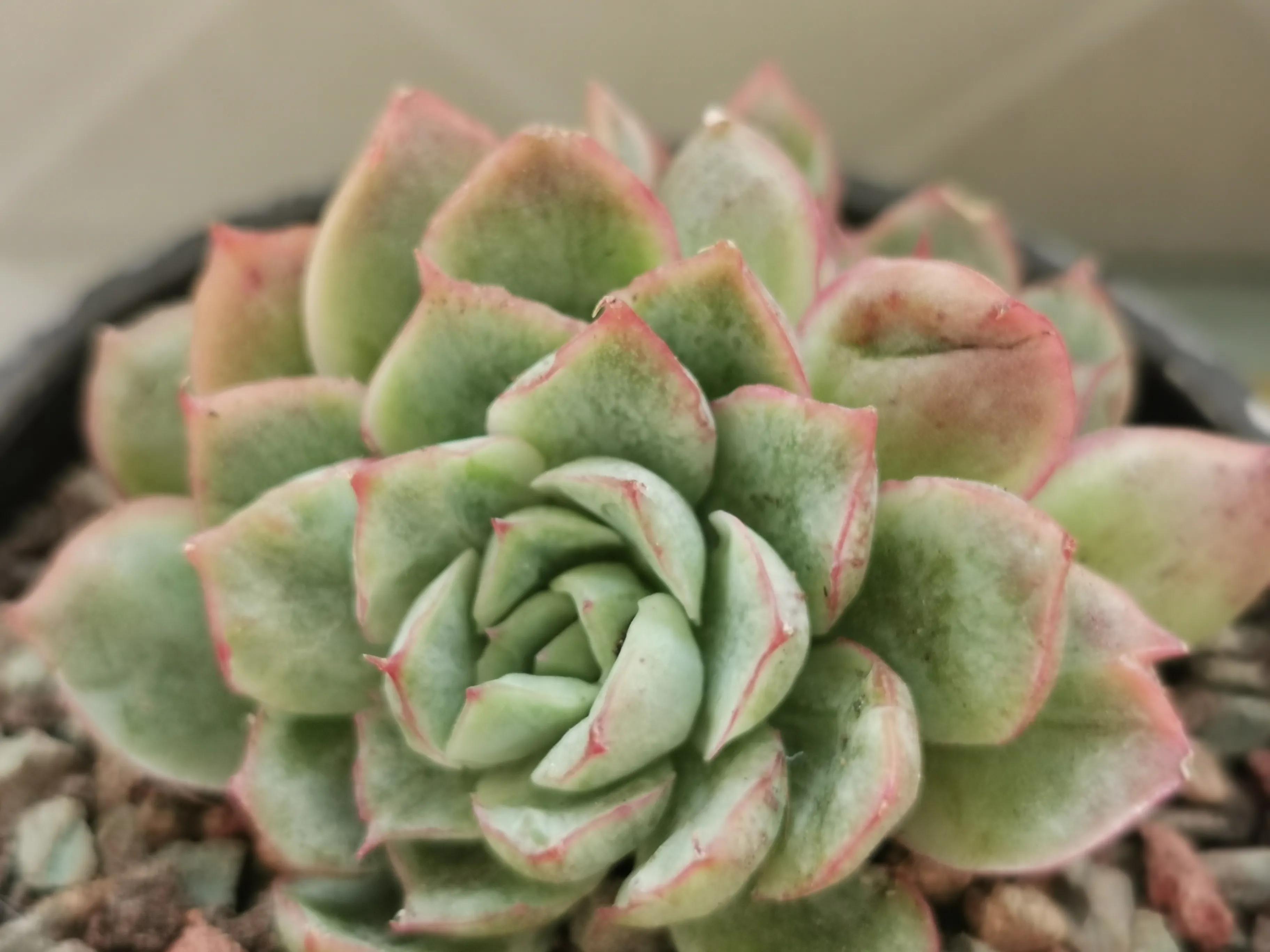 新购大单头多肉上盆,多肉品种大全大集合