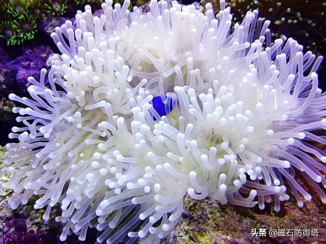 什么！你在海里看到了向日葵？那可能是海葵