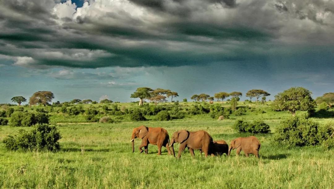 世间稀有的白色长颈鹿母子，在非洲被残忍猎杀，发现时只剩骨骼