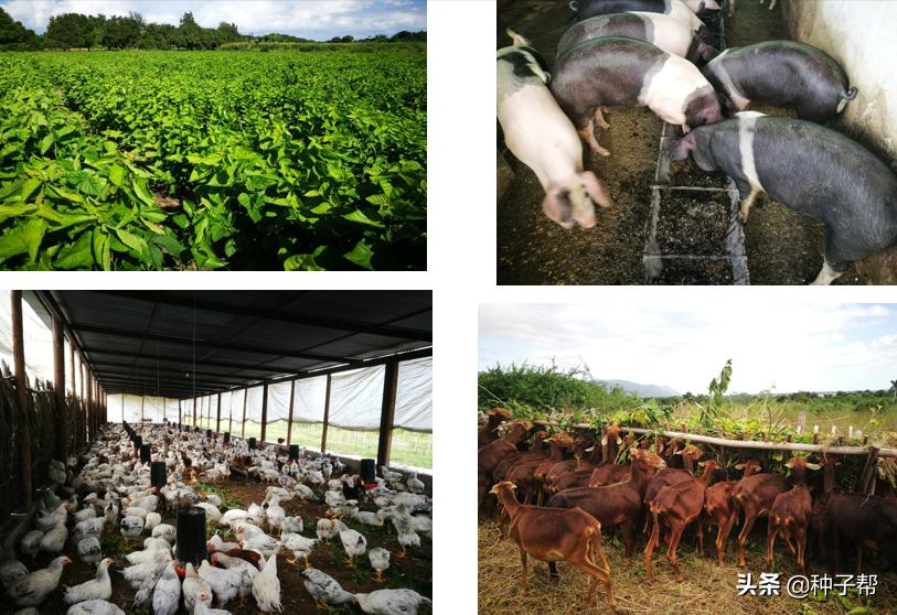 饲料桑品种,饲料桑品种介绍