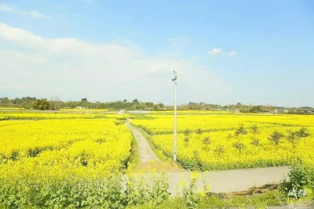 半个月后成都即将美翻全国，17处美景玩转整个春天！