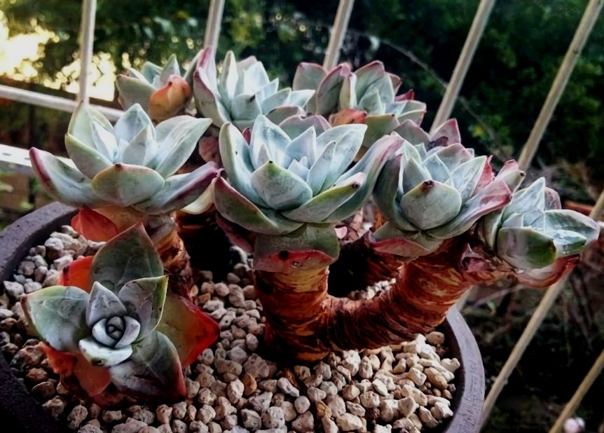 大型多肉植物仙女杯,多肉植物仙女杯的种类