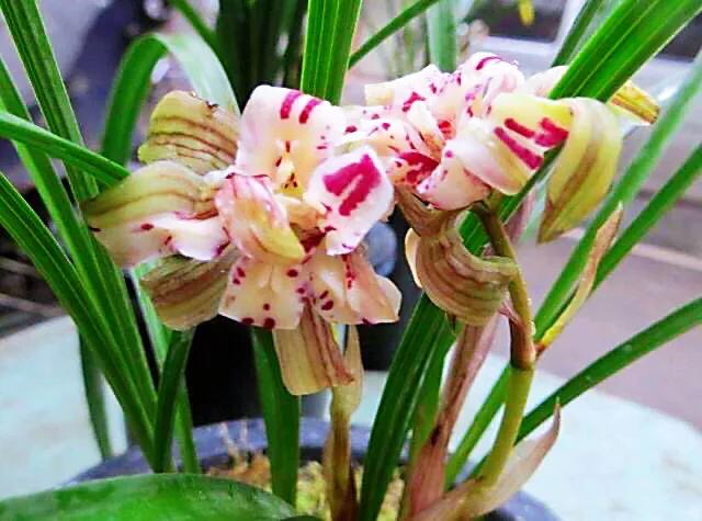 春兰天彭牡丹香味好吗,春兰天彭牡丹兰花简介