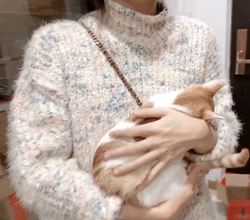 猫咪得了猫癣怎么治最有效,猫咪得了猫癣怎么治疗好得快一些