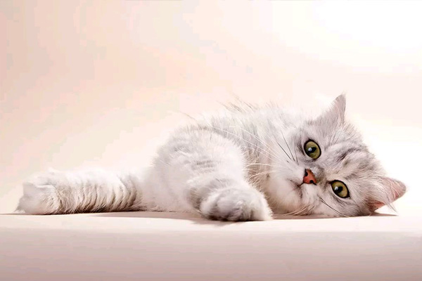 猫咪如果出现呕吐症状该怎么办,猫咪总是呕吐不愿进食是怎么回事