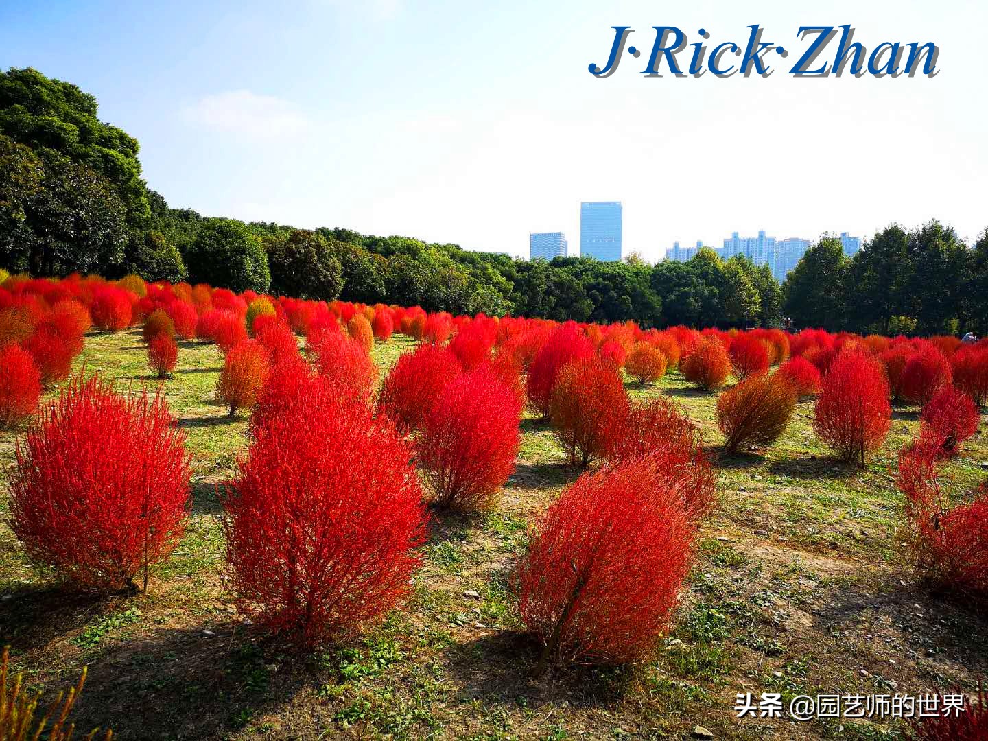 红色地肤草的种植方法,红地肤怎么养