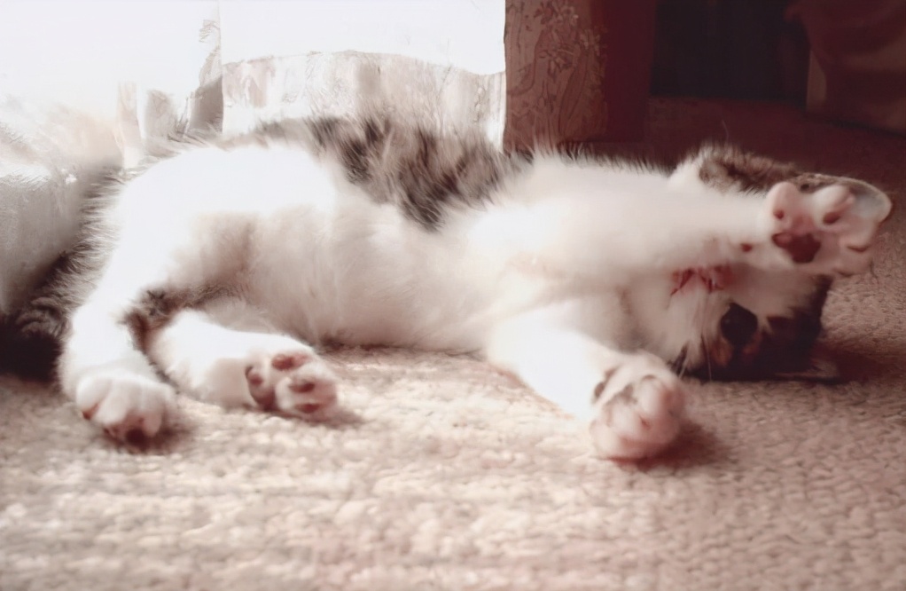 猫咪吃了驱虫药后走路摇晃,猫走路头歪打晃是怎么回事