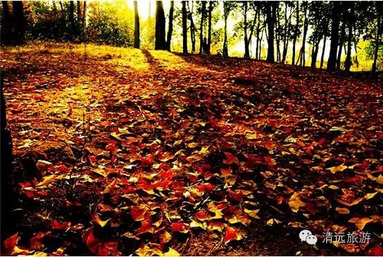 娓呰繙杩炲窞绾㈡灚,杩炲窞楂樺北绾㈡灚