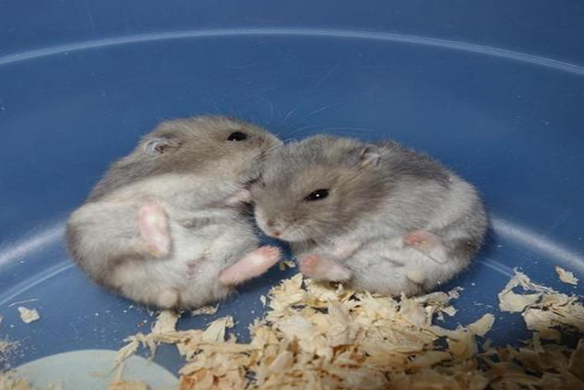 如何给仓鼠做磨牙棒无五谷粉,仓鼠用什么东西能做磨牙棒更省钱