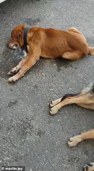 疫情下惨死的狗,疫情被安乐死的狗