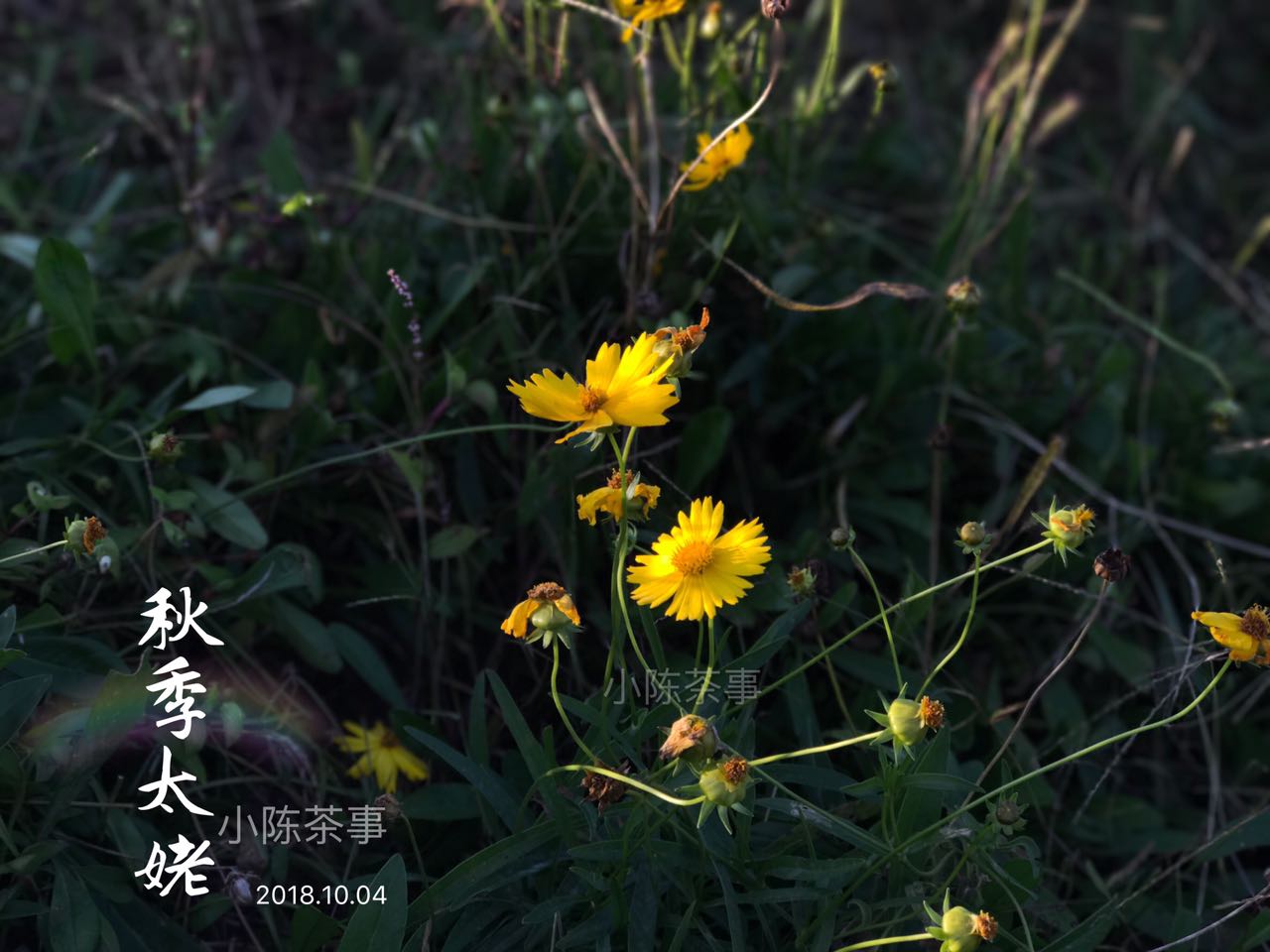 好喝的白茶的滋味,好喝的白茶视频