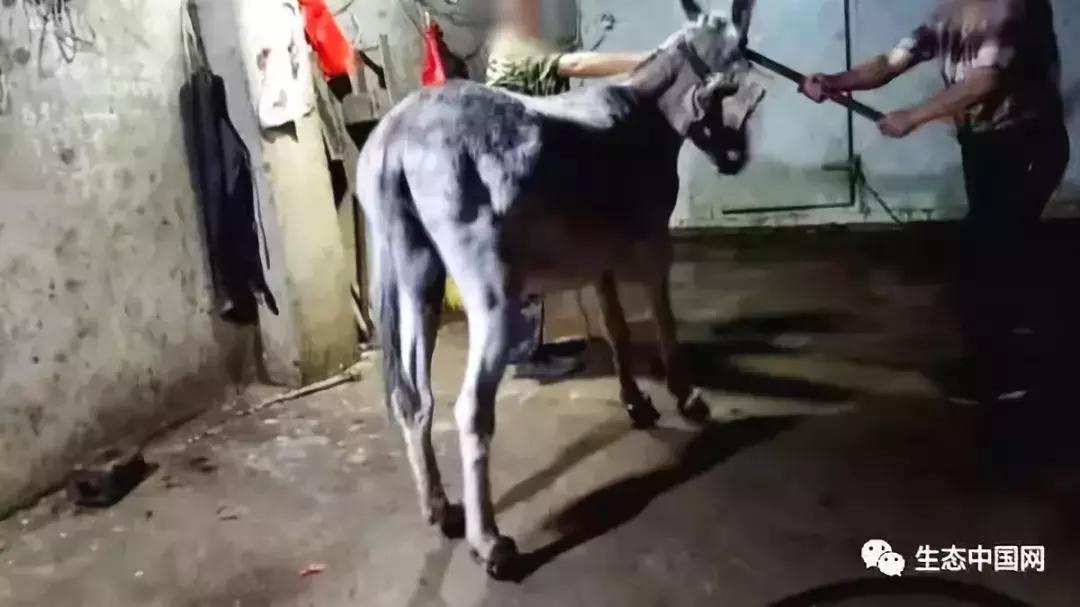 浼犺涓殑闃胯兌,閭d簺琚璇濈殑闃胯兌