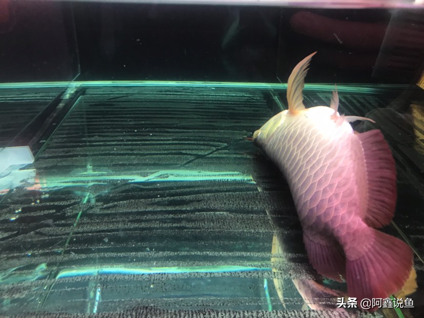 红龙最近老是蒙眼怎么办,红龙蒙眼用什么药最好