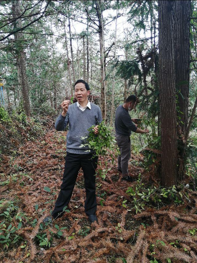 四明山哪里有山黄精,上方山三宝之一黄精