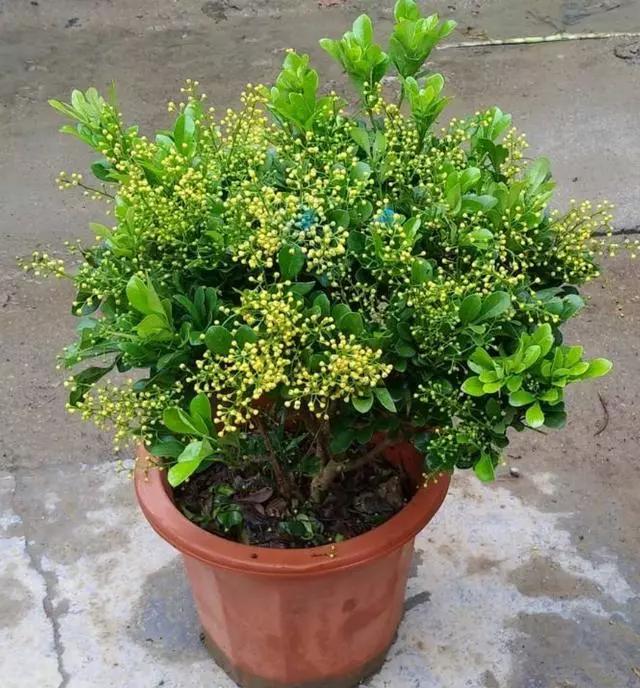 养了好几年的米兰怎么倒盆,刚买的米兰土太硬了怎么办