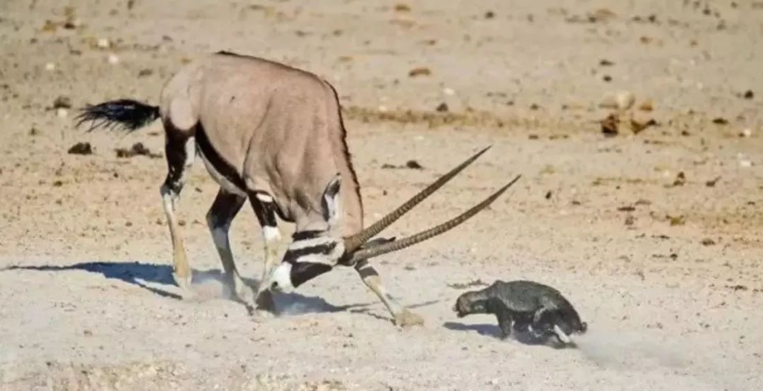 蜜獾吃毒蛇像吃辣条,蜜獾平头哥大战狮子