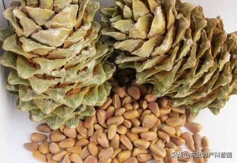 采摘松子一般多少钱一斤,松子树采摘松子