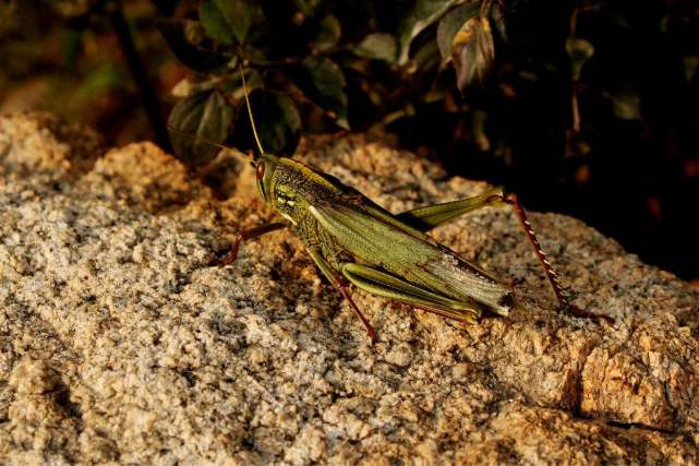 养蚂蚱适合什么地区,为什么要养殖蚂蚱呢图片