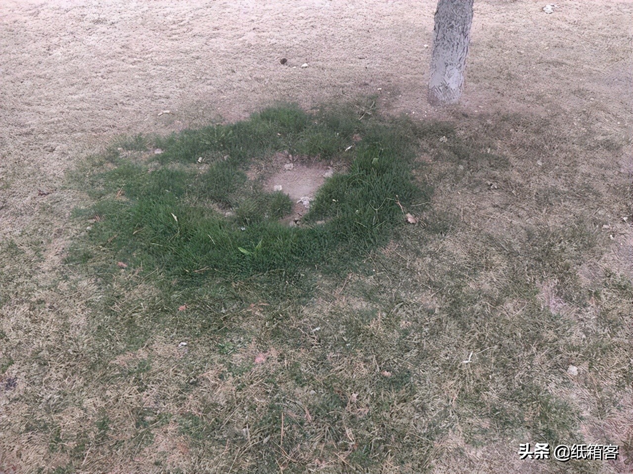 职场人：你是不是距离「井盖」最近的小草？