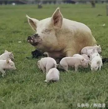 母猪产死胎怎么急救,母猪产死胎之后要怎么治疗