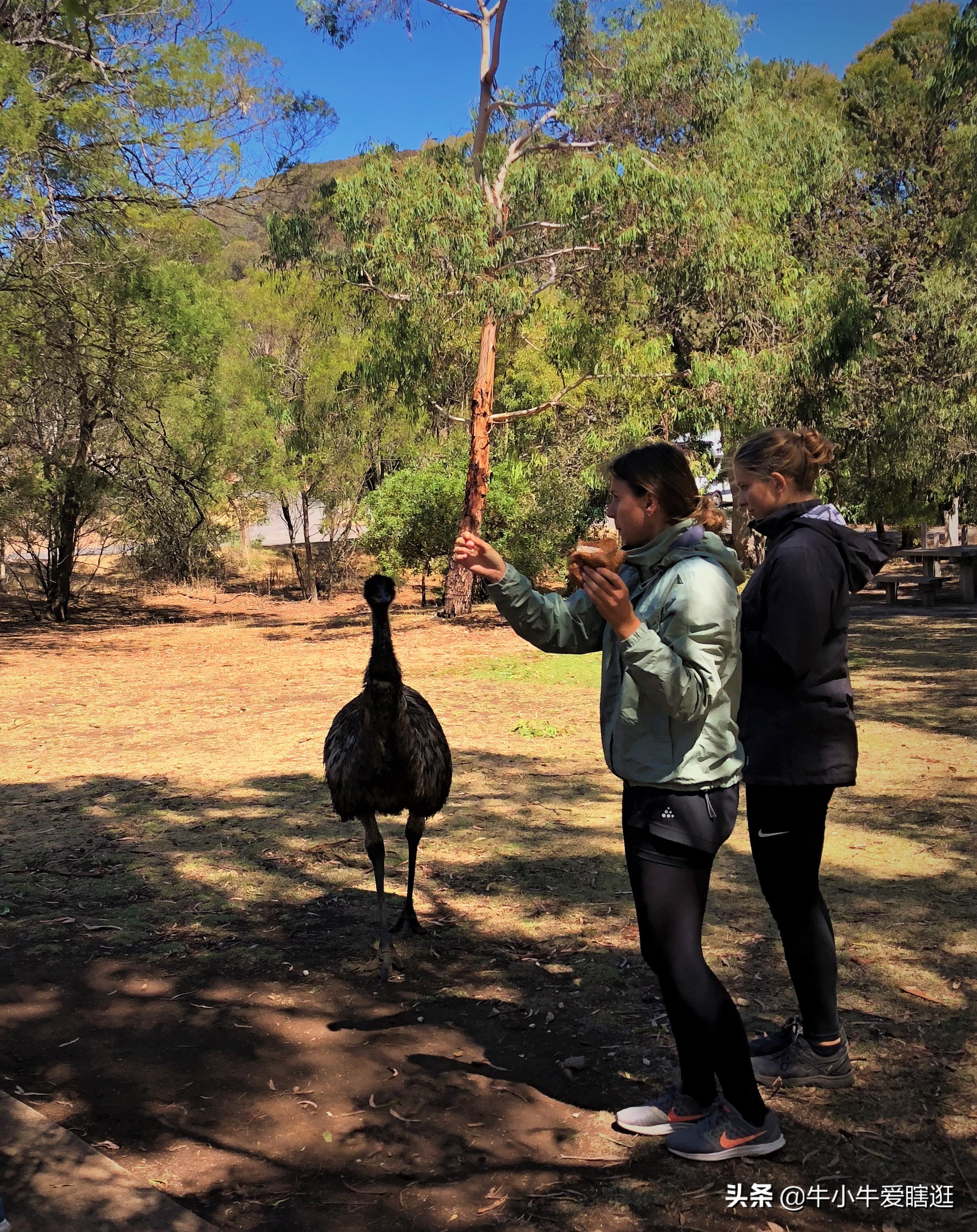 悉尼7日游自由行攻略,澳洲阿德莱德旅游攻略