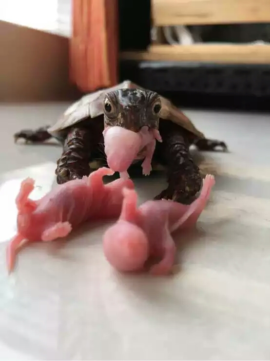 最省钱的养龟方法你学会了吗,潜藏在龟友中的泥水养龟大法