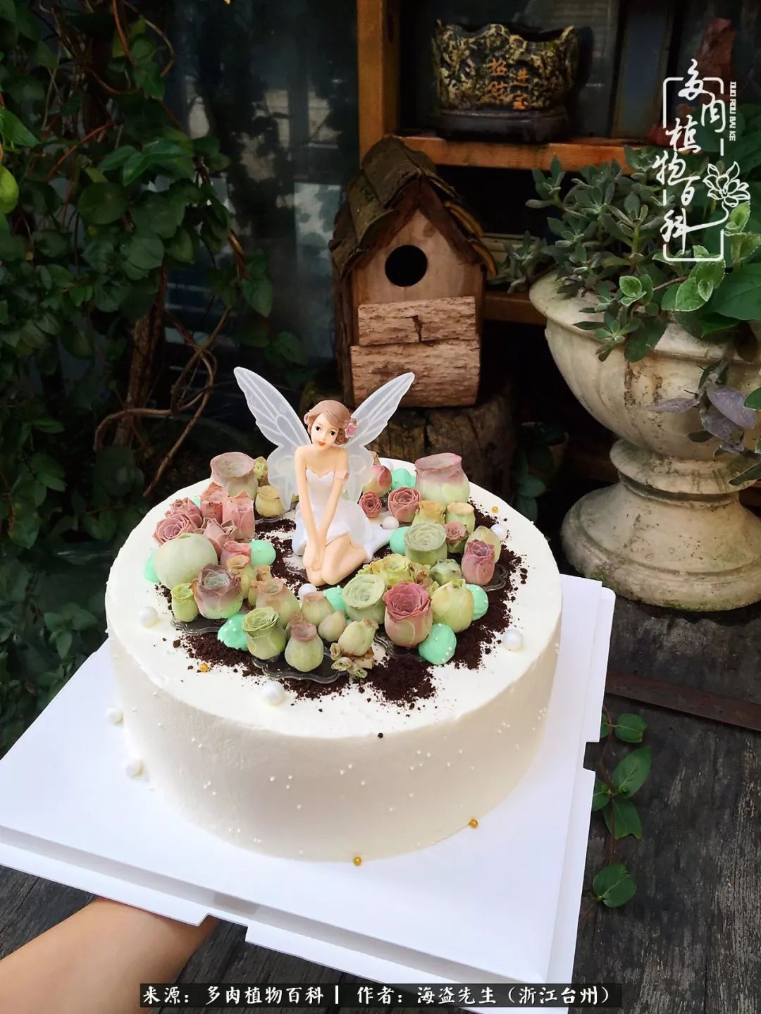 多肉玫瑰怎么才能出状态,多肉山地玫瑰唤醒方法