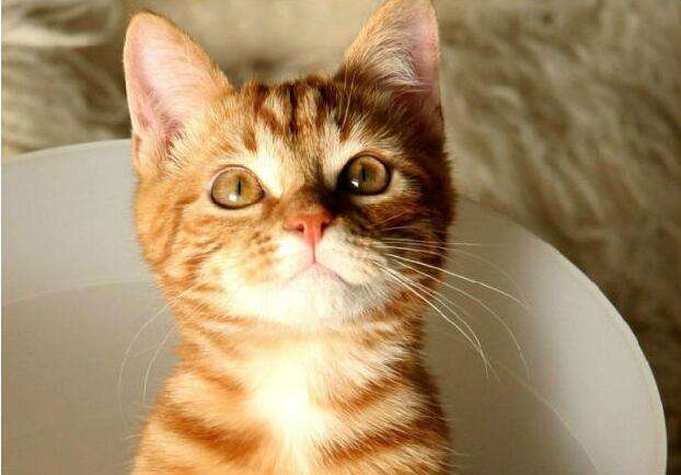 世界上最好的猫咪是什么品种,十大名贵猫72种猫咪品种大全