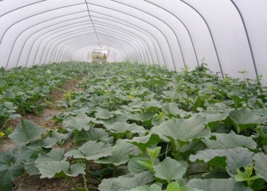 8424西瓜吊蔓种植的方法和技术,麒麟西瓜8424露天种植方法和管理