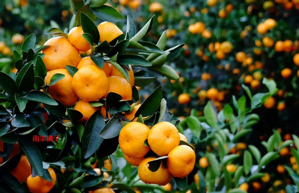 砂糖橘有假的么,砂糖橘好与坏的区别