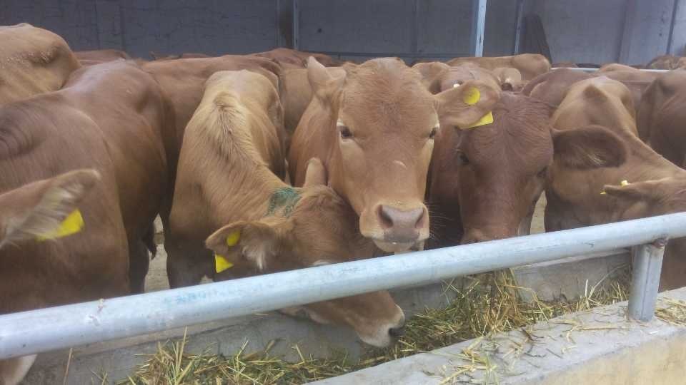 红薯藤喂牛发生胀气怎么办,红薯藤喂羊害处怎么解决