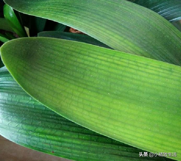 君子兰叶片斑点是什么原因,君子兰叶片有黄斑点怎么办