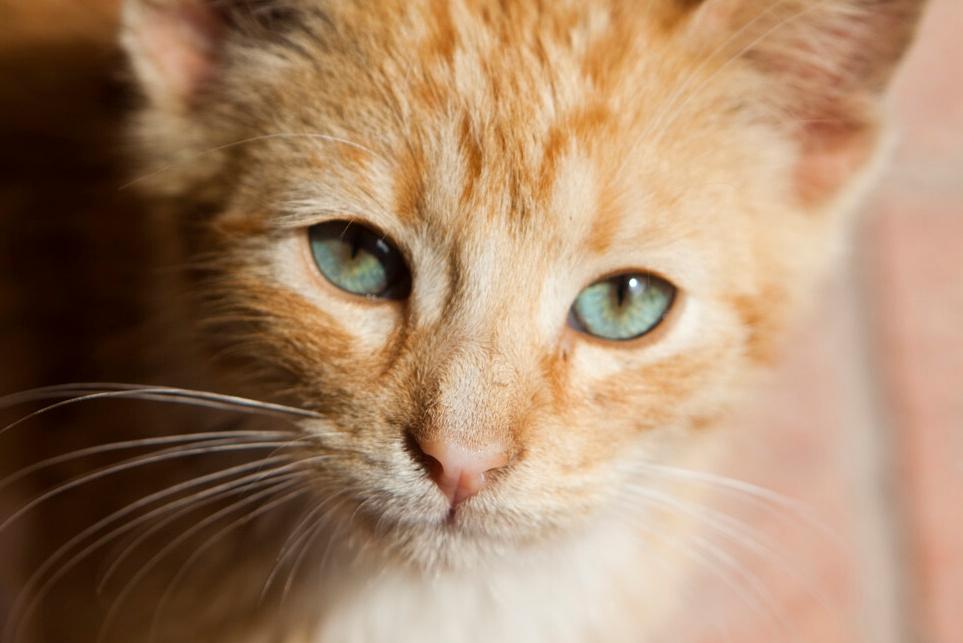 猫咪冻干吃多了上火了的症状,猫咪眼睛上火滴什么眼药水