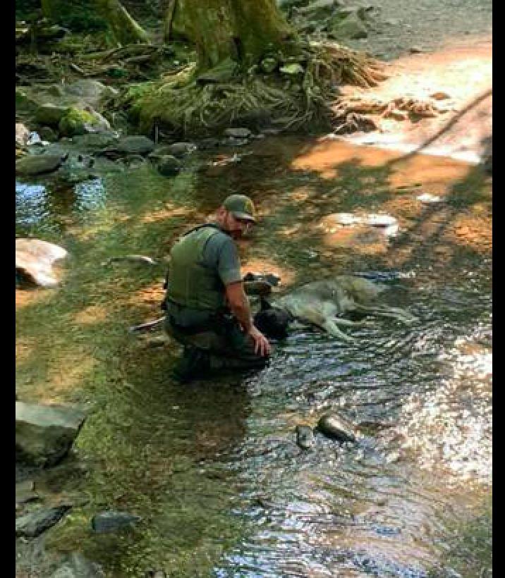 带德牧爬山徒步,德牧爬雪山