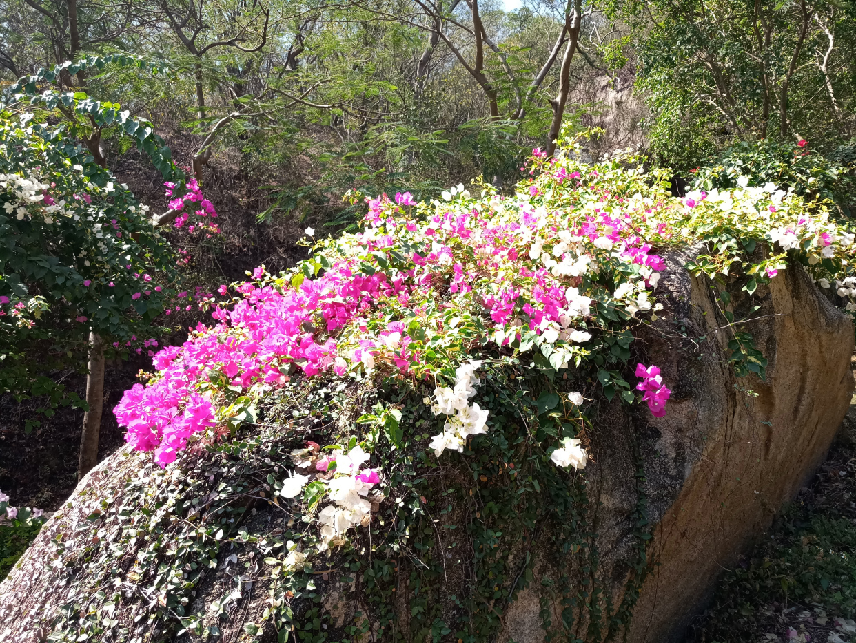 厦门景点蚂蚁森林攻略,厦门三角梅旅游攻略